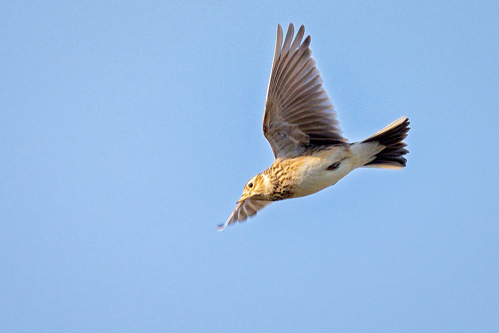 Skylark