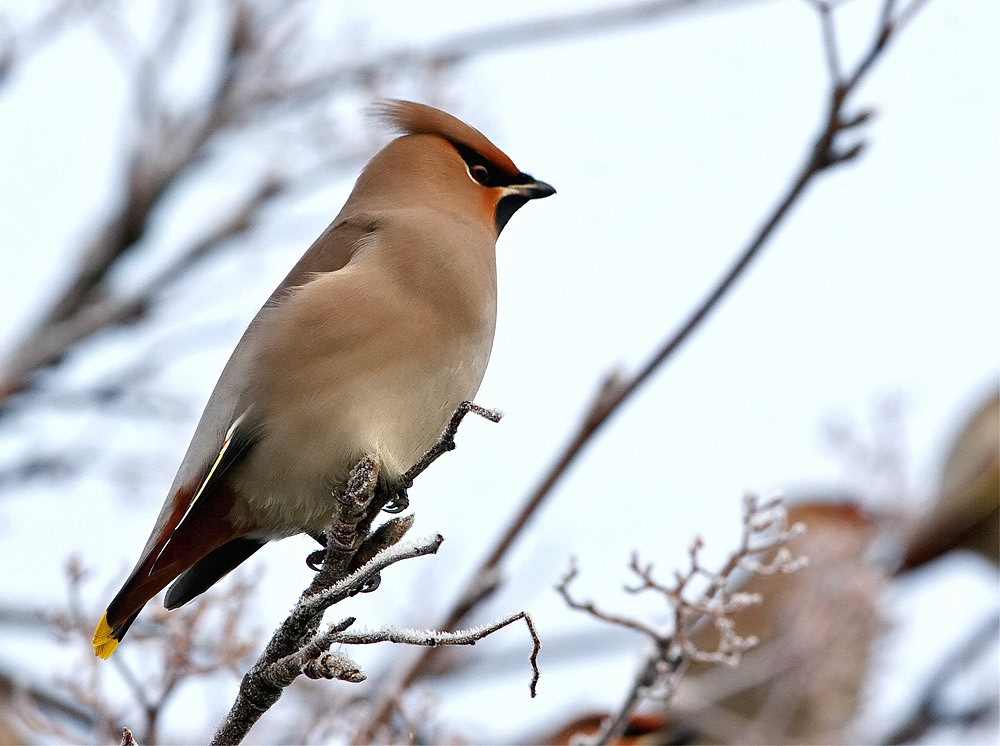Waxwing
