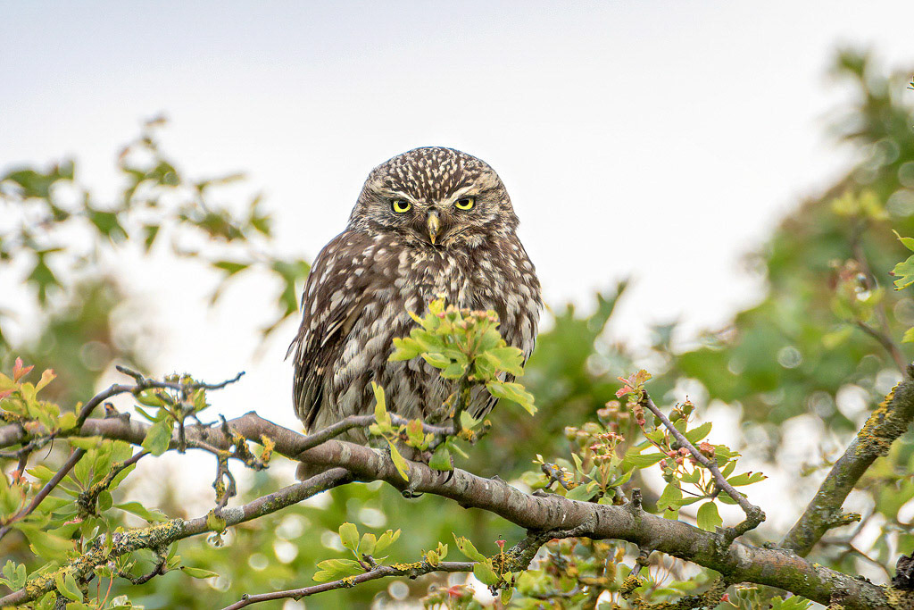 Little Owl