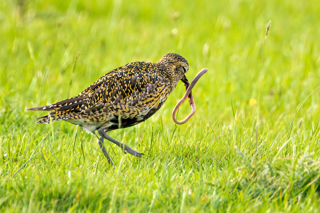 Golden Plover