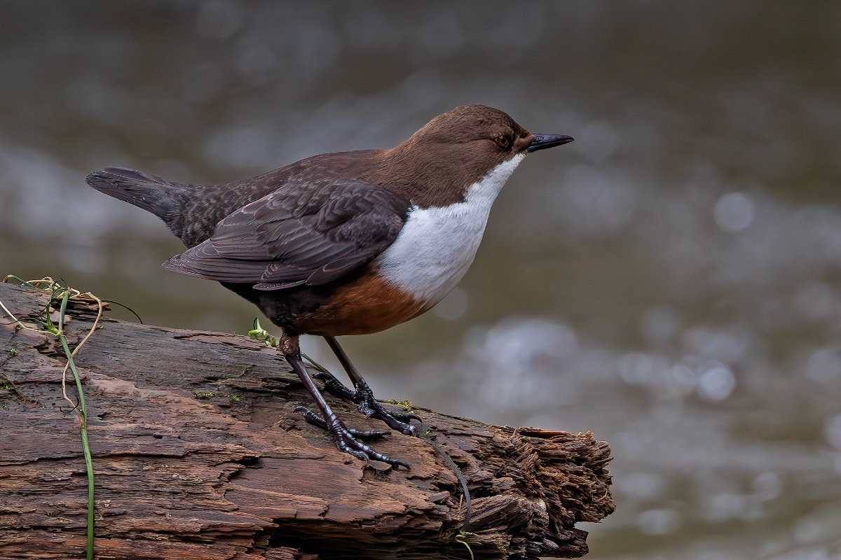 White-throated Dipper
