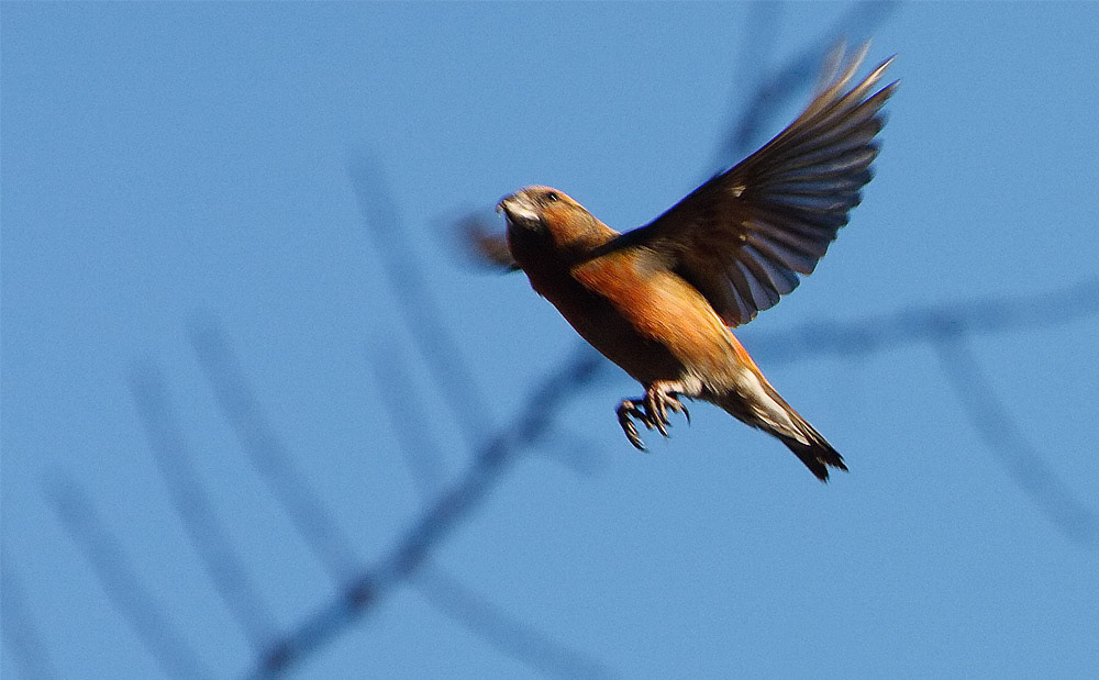 Crossbill