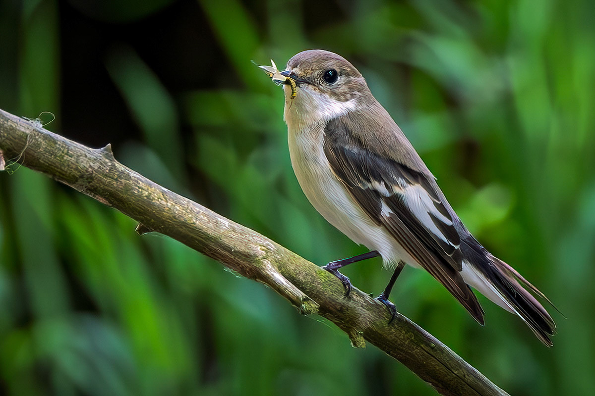 Pied Flycatcher