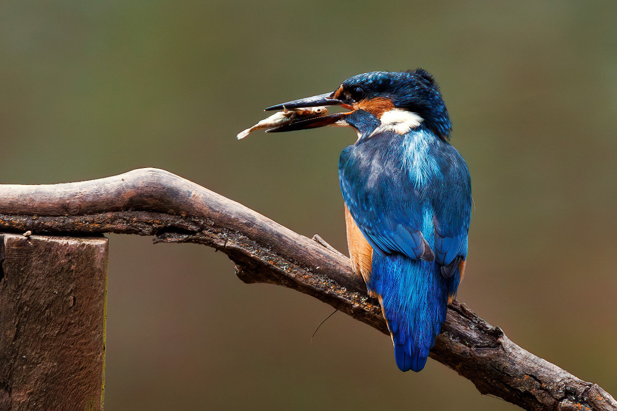 Kingfisher