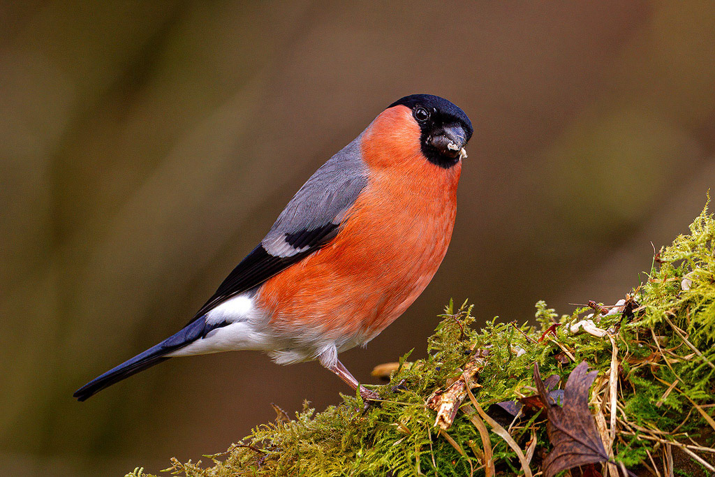 Bullfinch