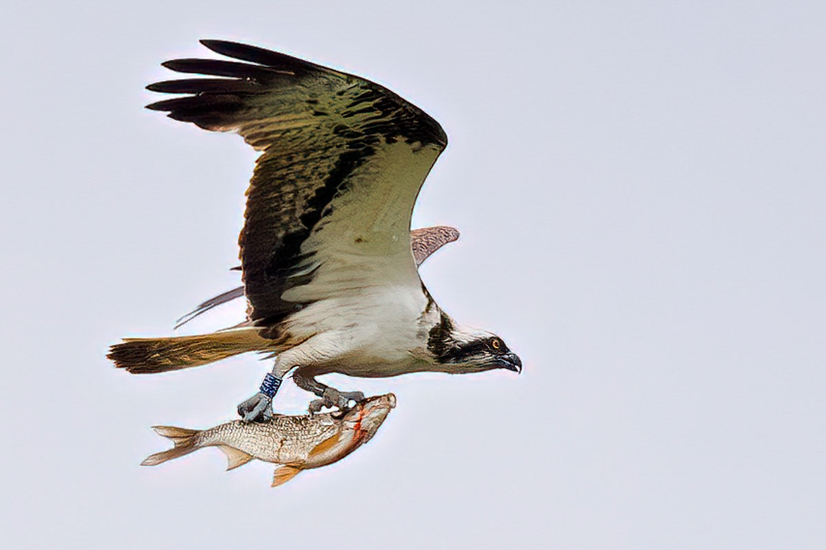 Osprey