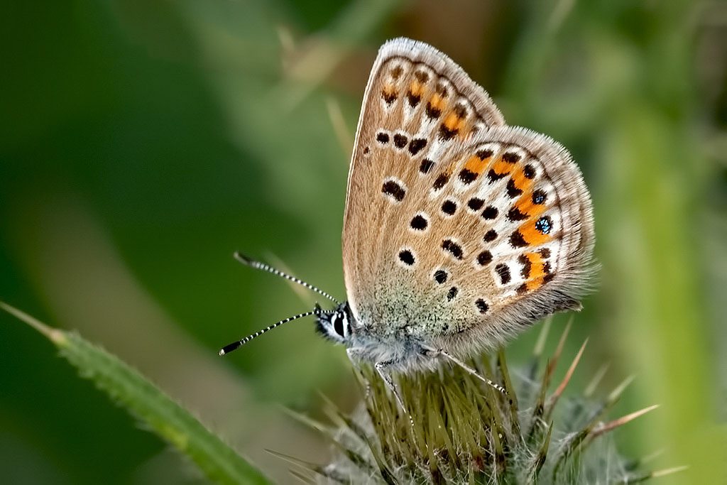 Silver-studded Blue
