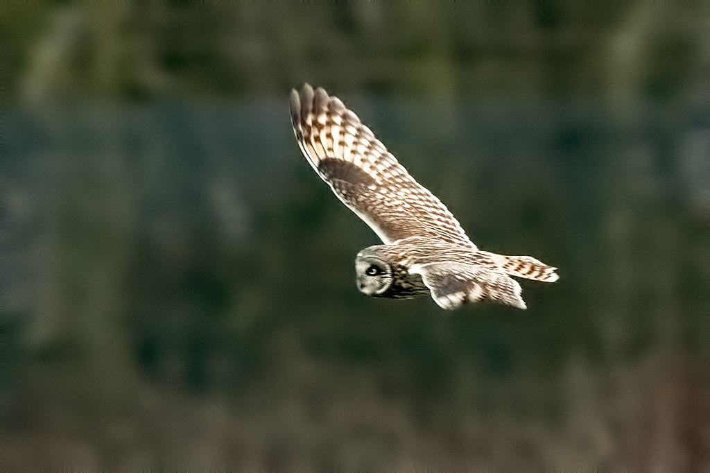 Short-eared Owl