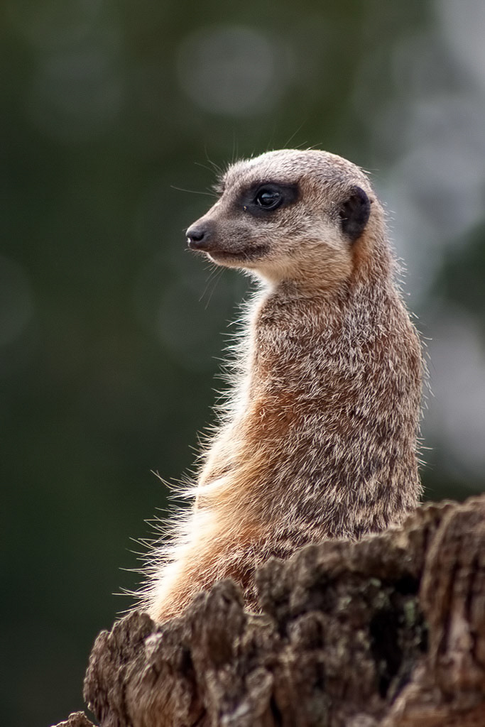 Meercat