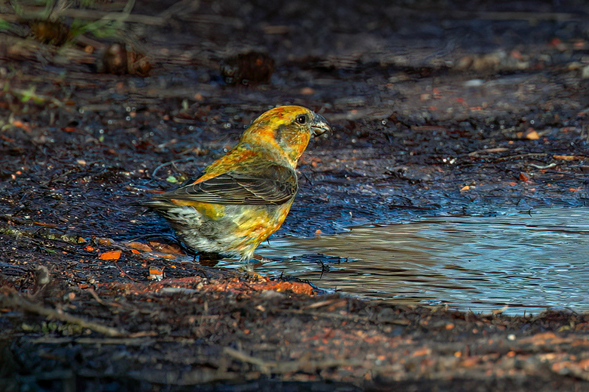 Crossbill