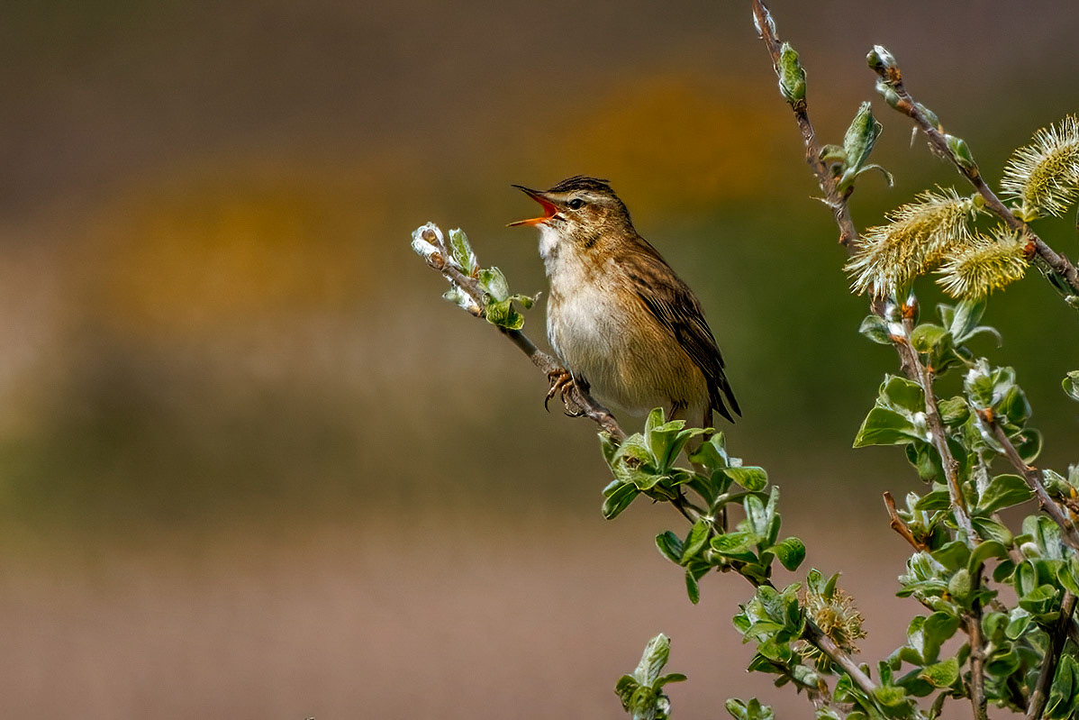 Sedge Warbler