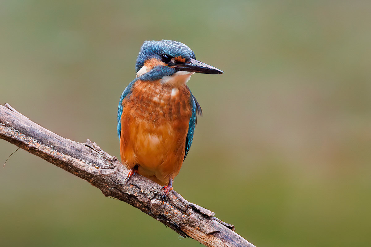 Kingfisher
