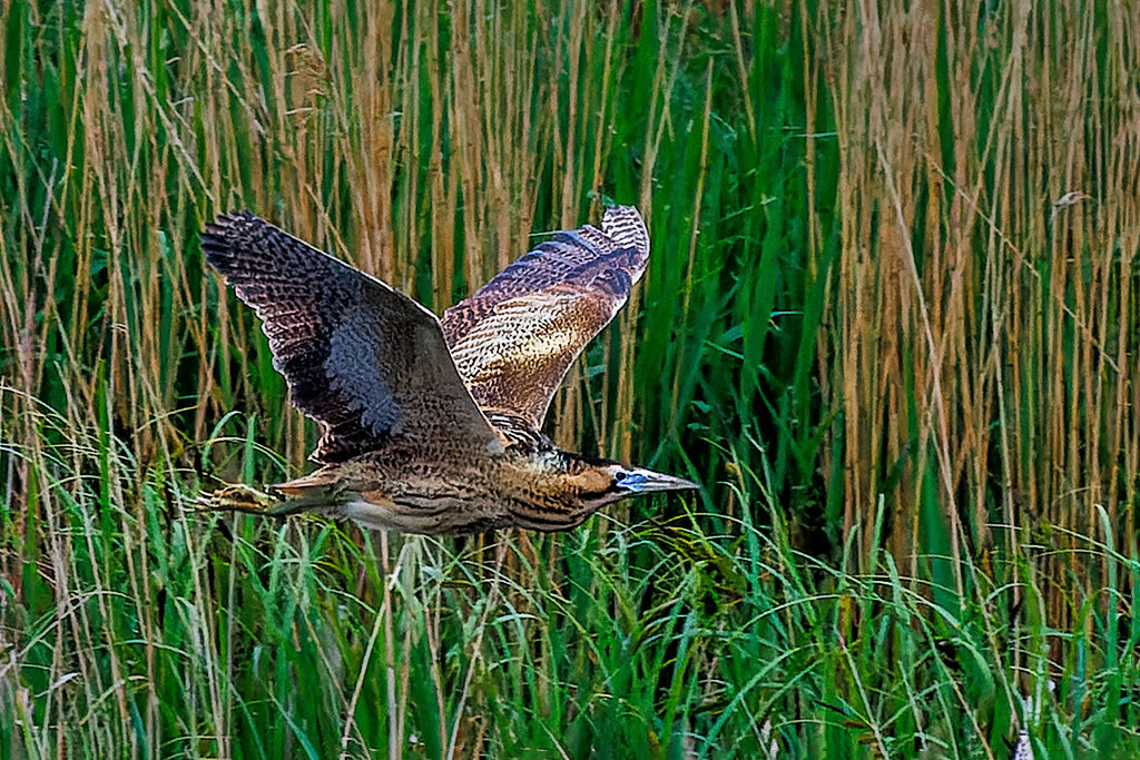 Bittern