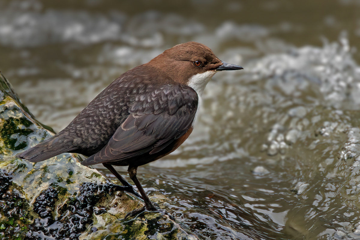 White-throated Dipper