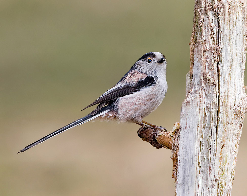 Long-tailed Tit