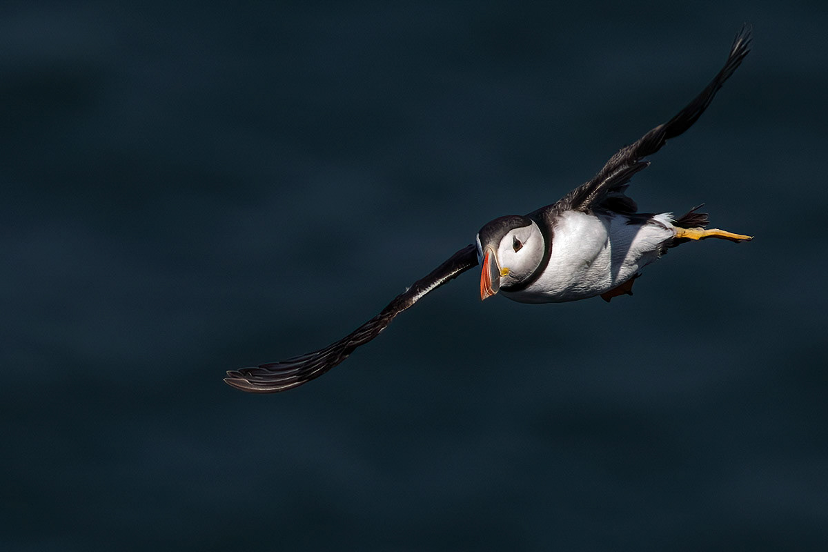 Puffin