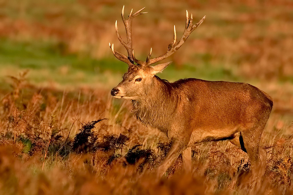 Red Deer