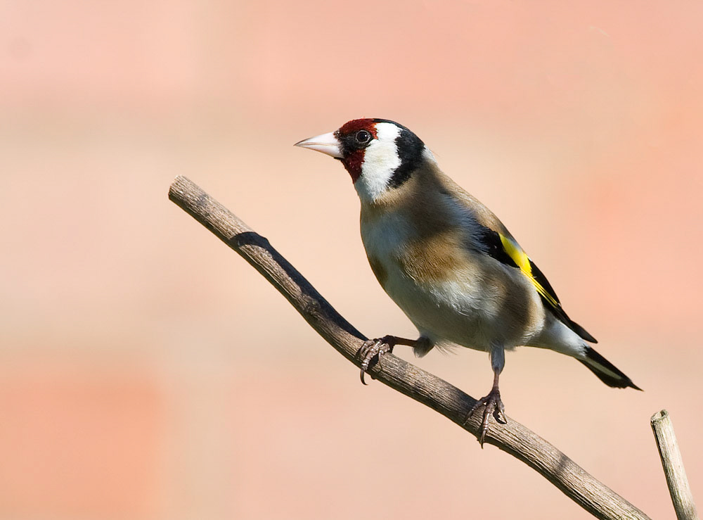 Goldfinch
