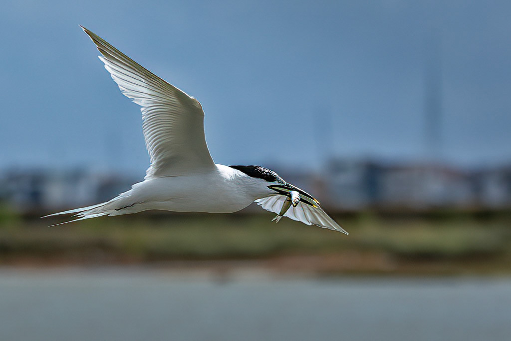 Sandwich Tern