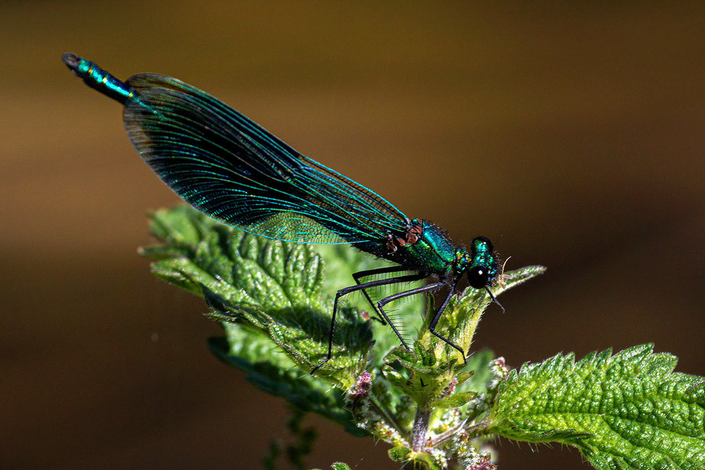Banded Demoiselle