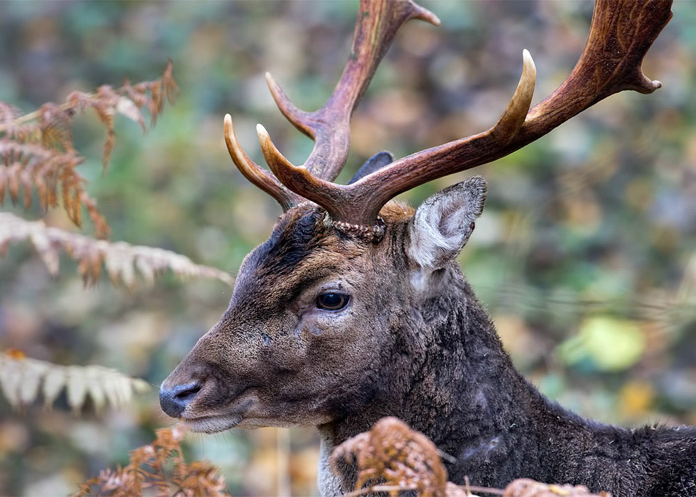 Fallow Deer