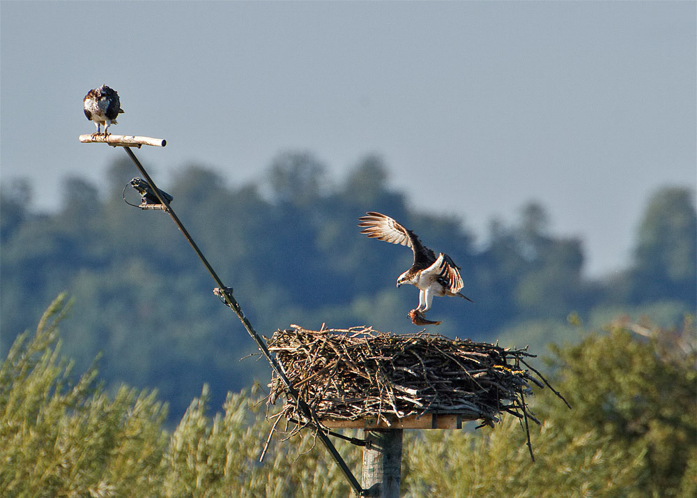 Osprey