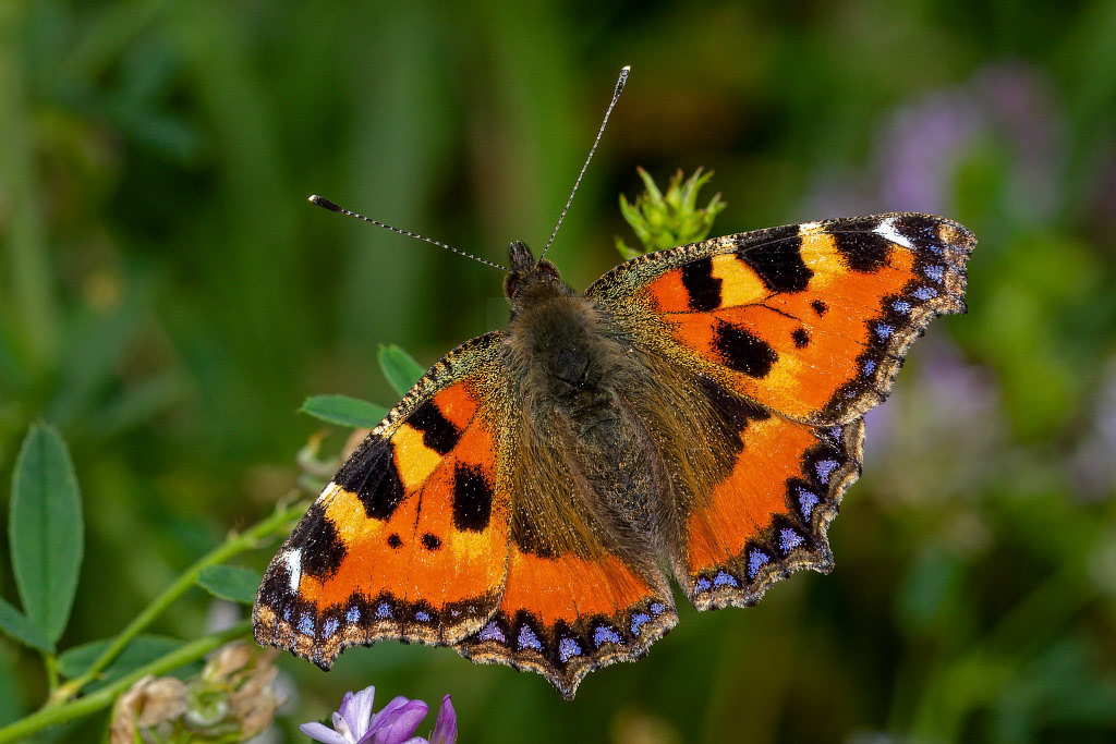 Small Tortoiseshell