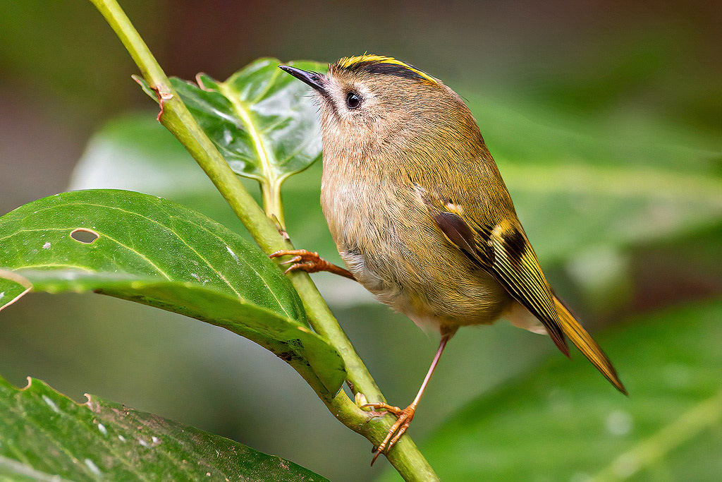 Goldcrest