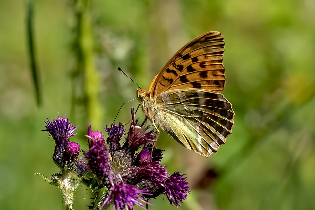 Silver-washed Fritillary