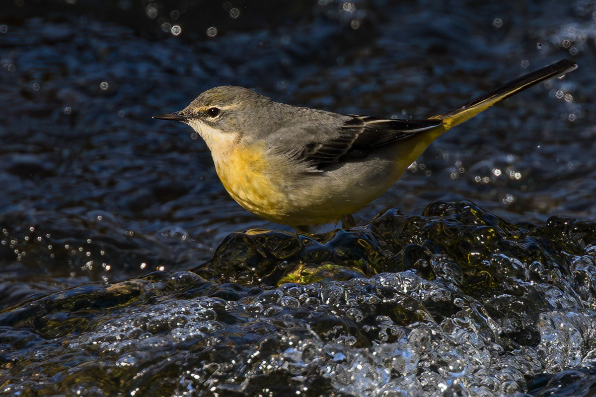 Grey Wagtail