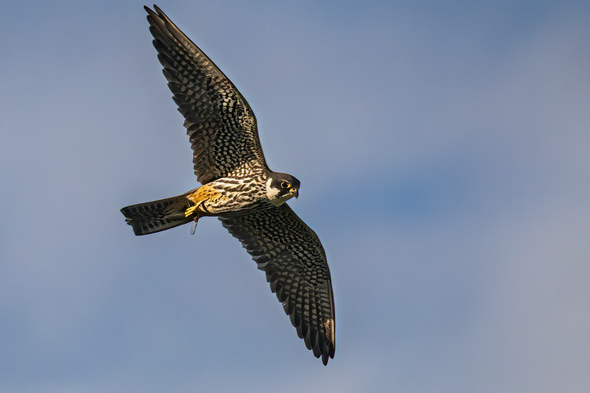 Hobby