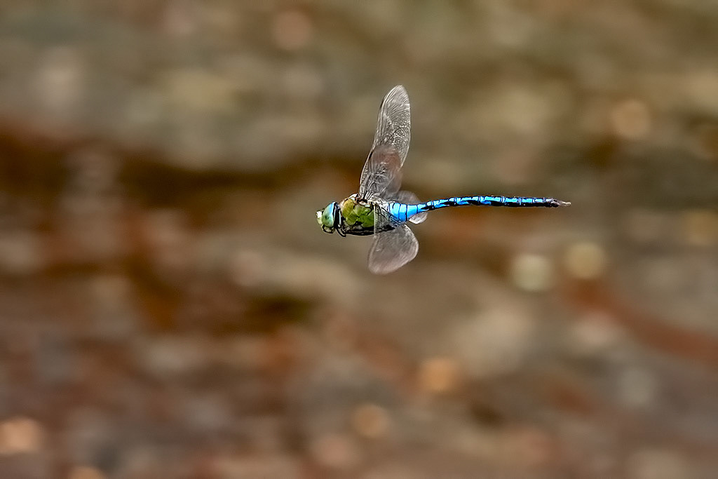 Emperor Dragonfly