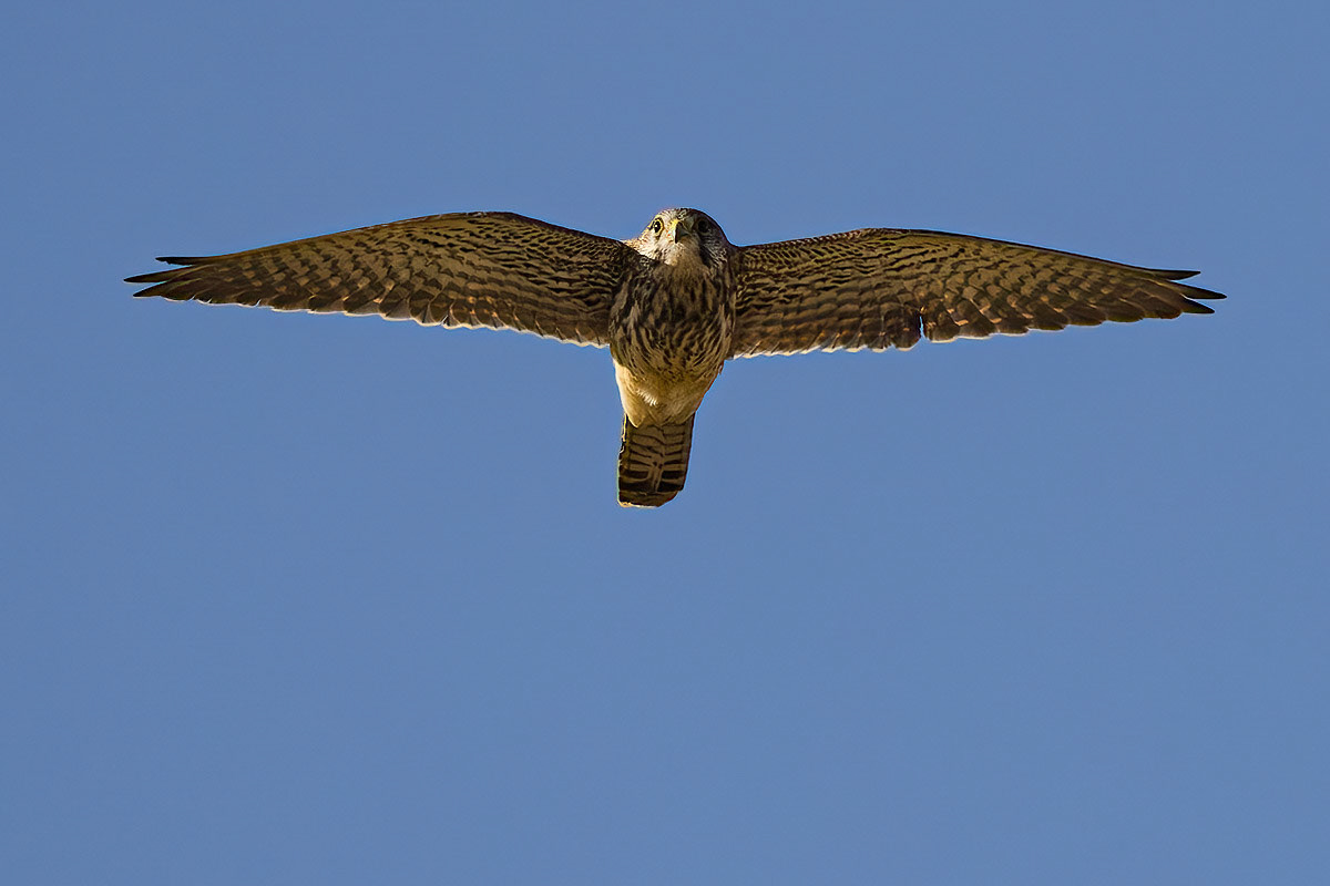 Kestrel