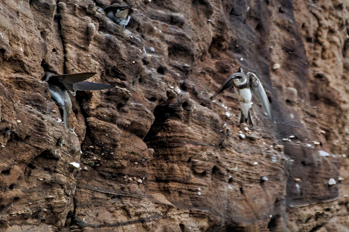 Sand Martin