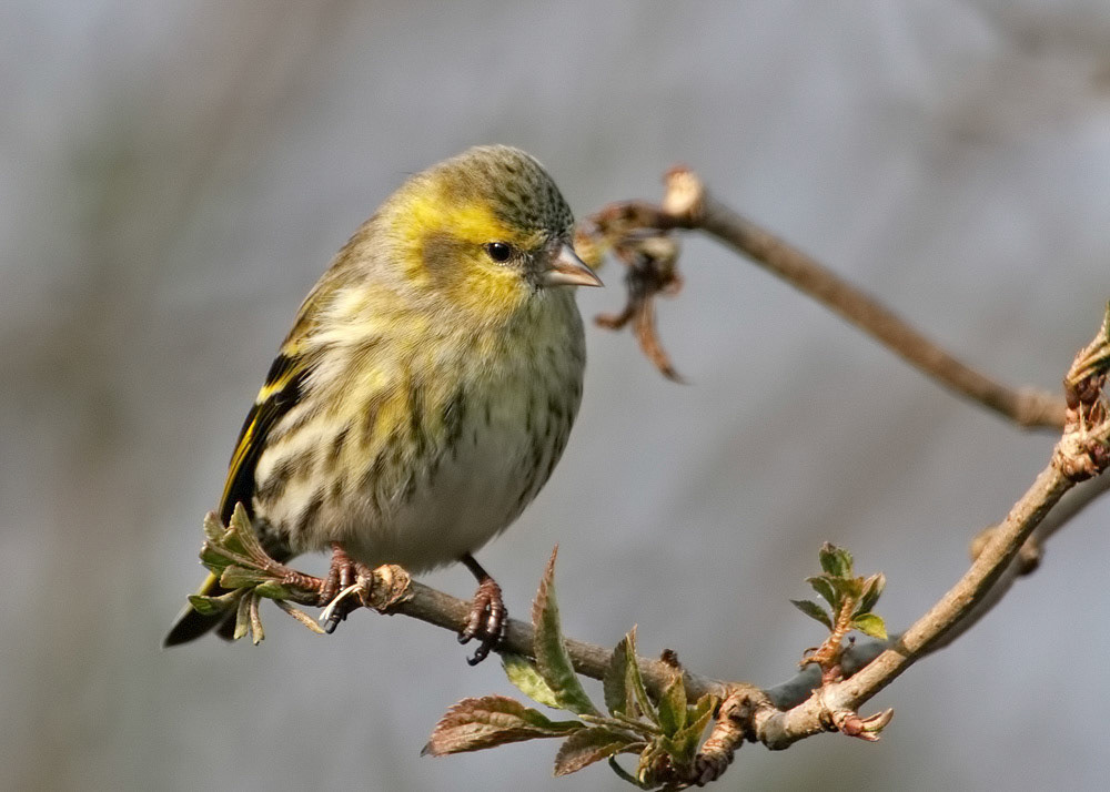 Siskin
