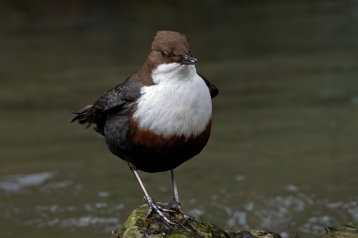 White-throated Dipper