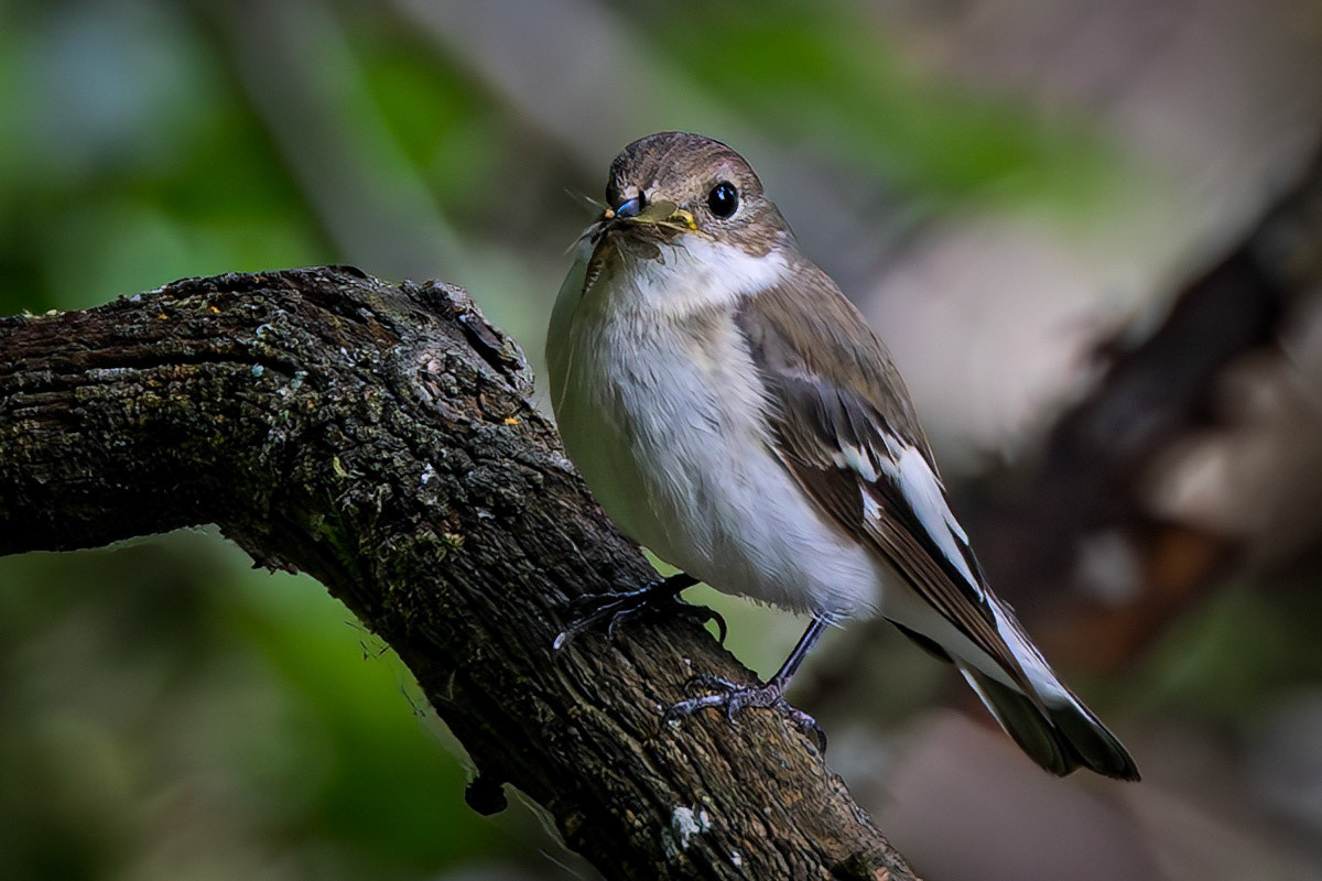 Pied Flycatcher