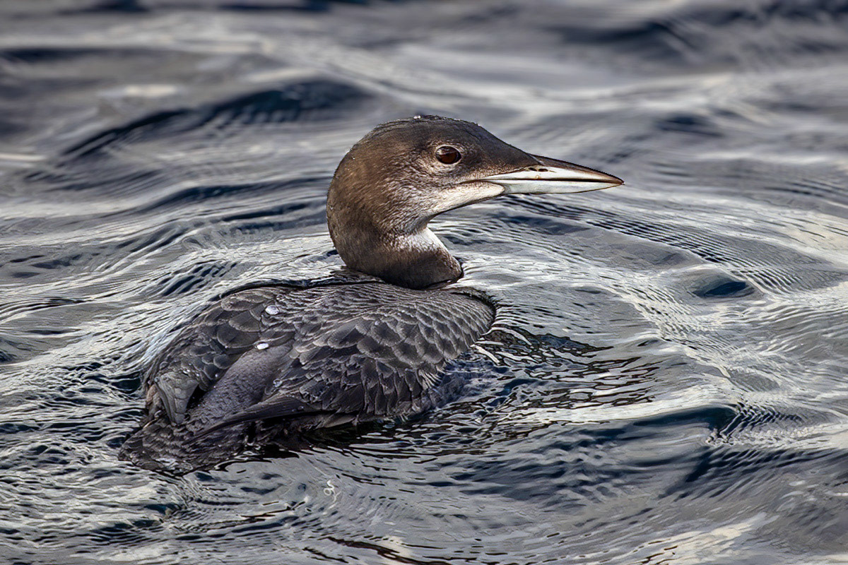 Great Northern Diver