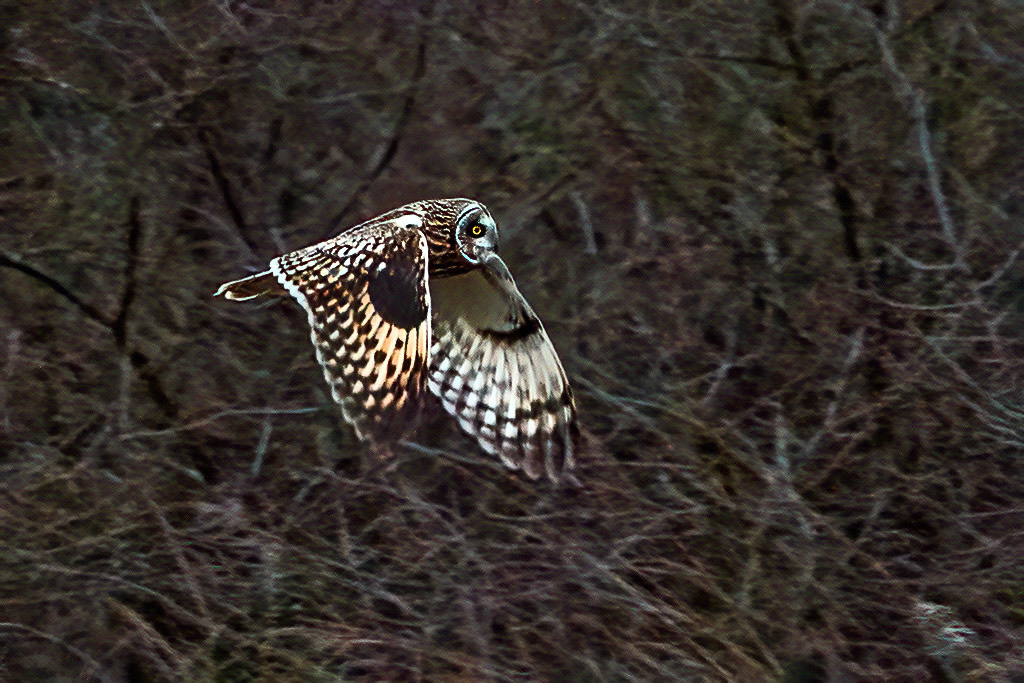 Short-eared Owl