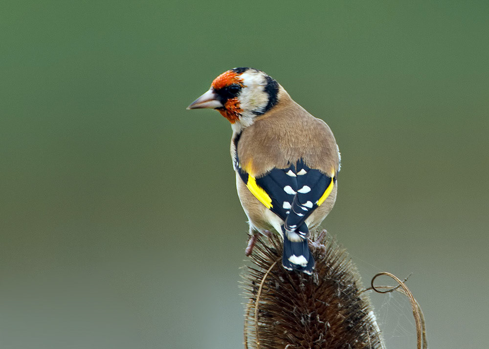 Goldfinch