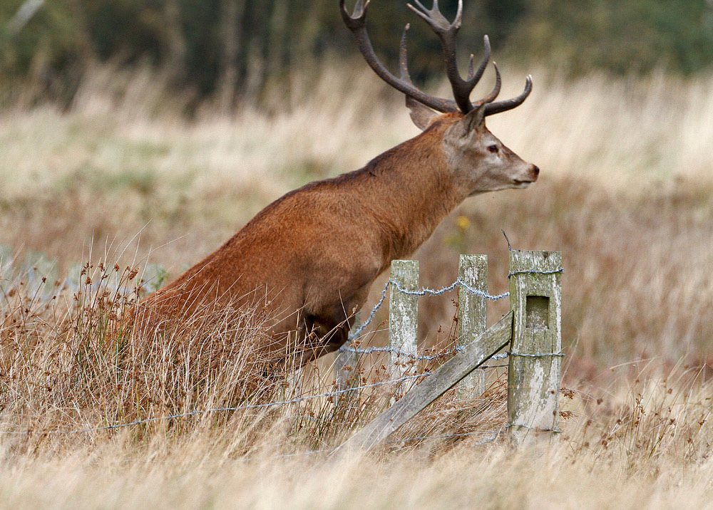Red Deer