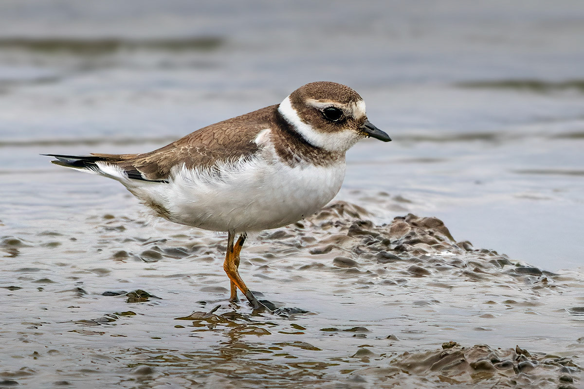 Ringed Plover