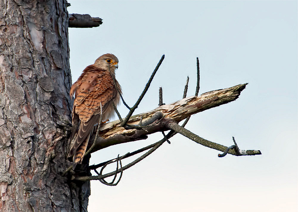 Kestrel