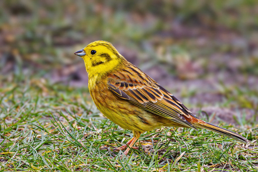 Yellowhammer