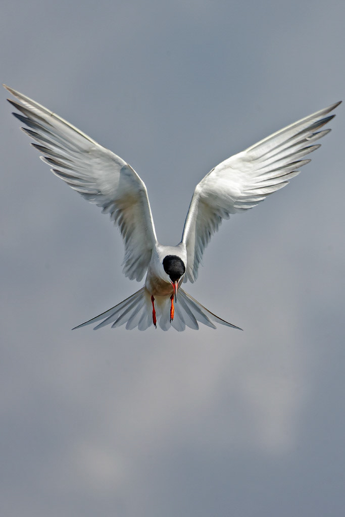 Common Tern