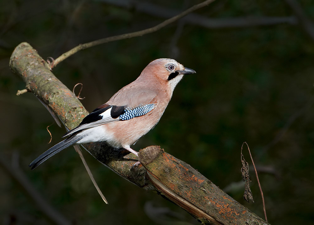 Jay