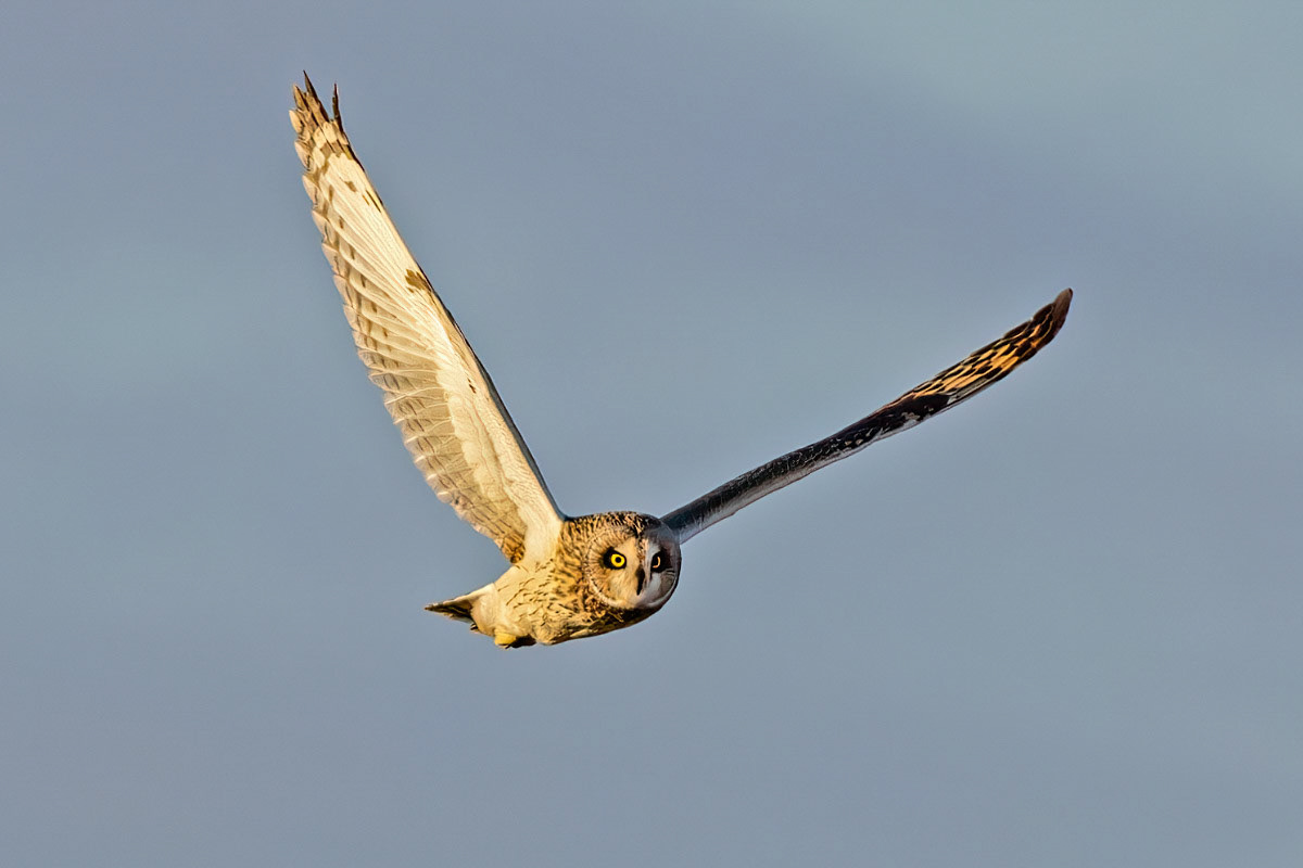 Short-eared Owl;