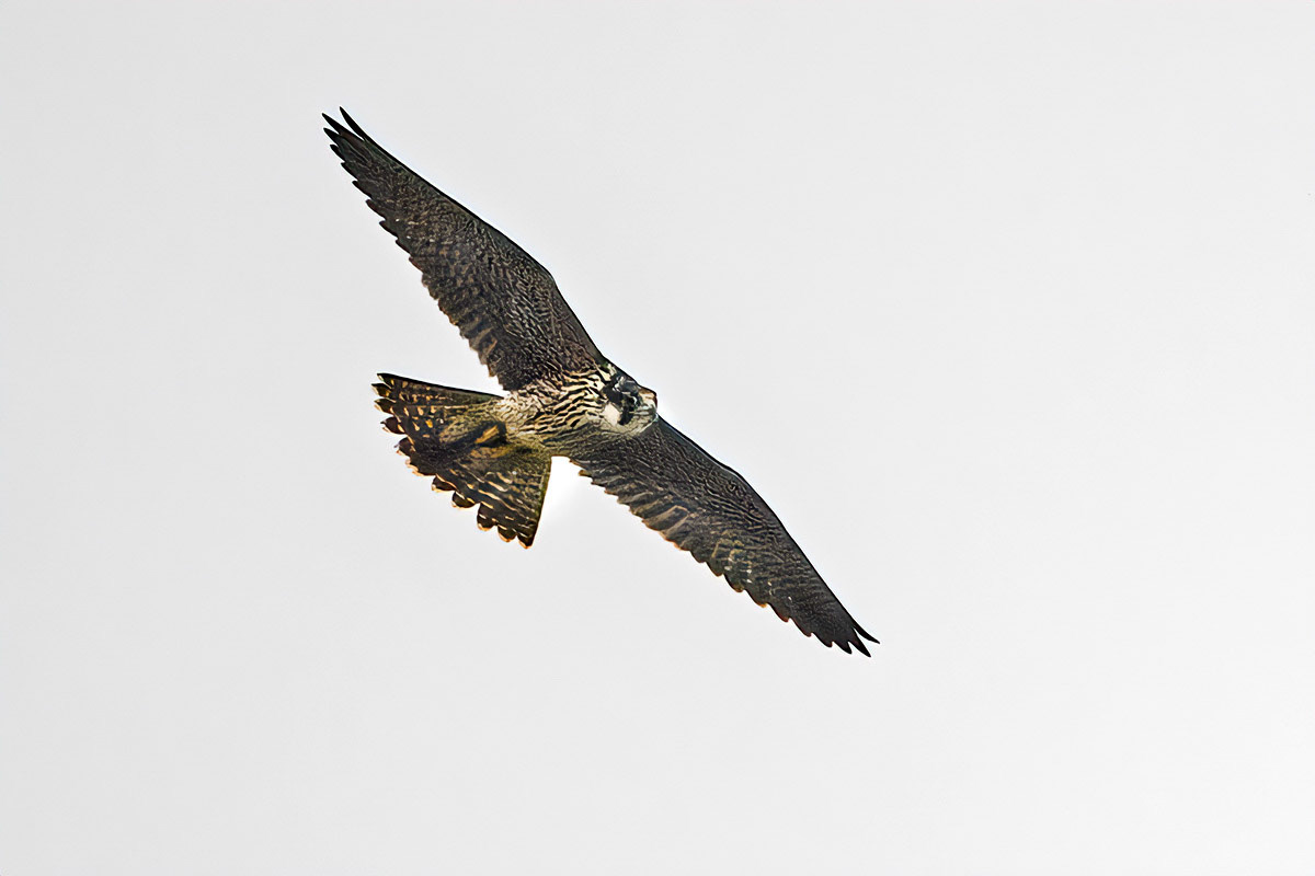 Peregrine Falcon