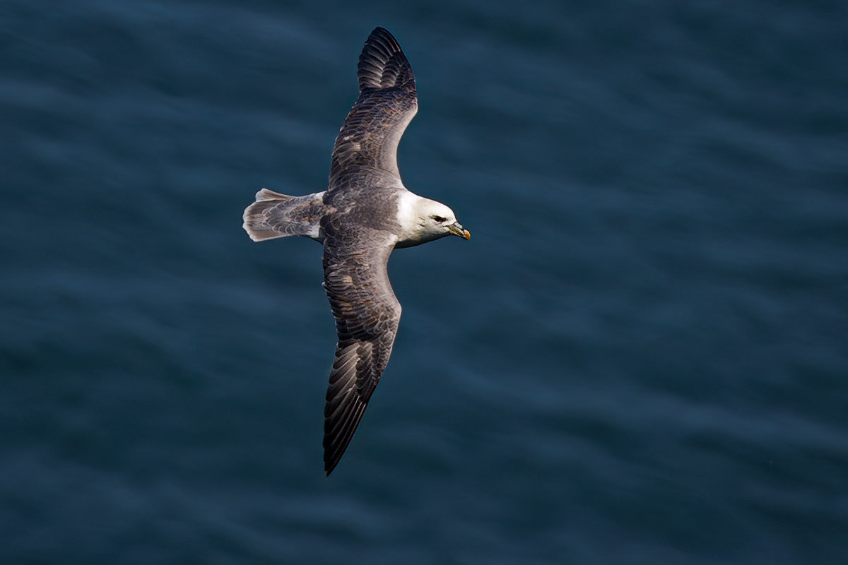 Fulmar
