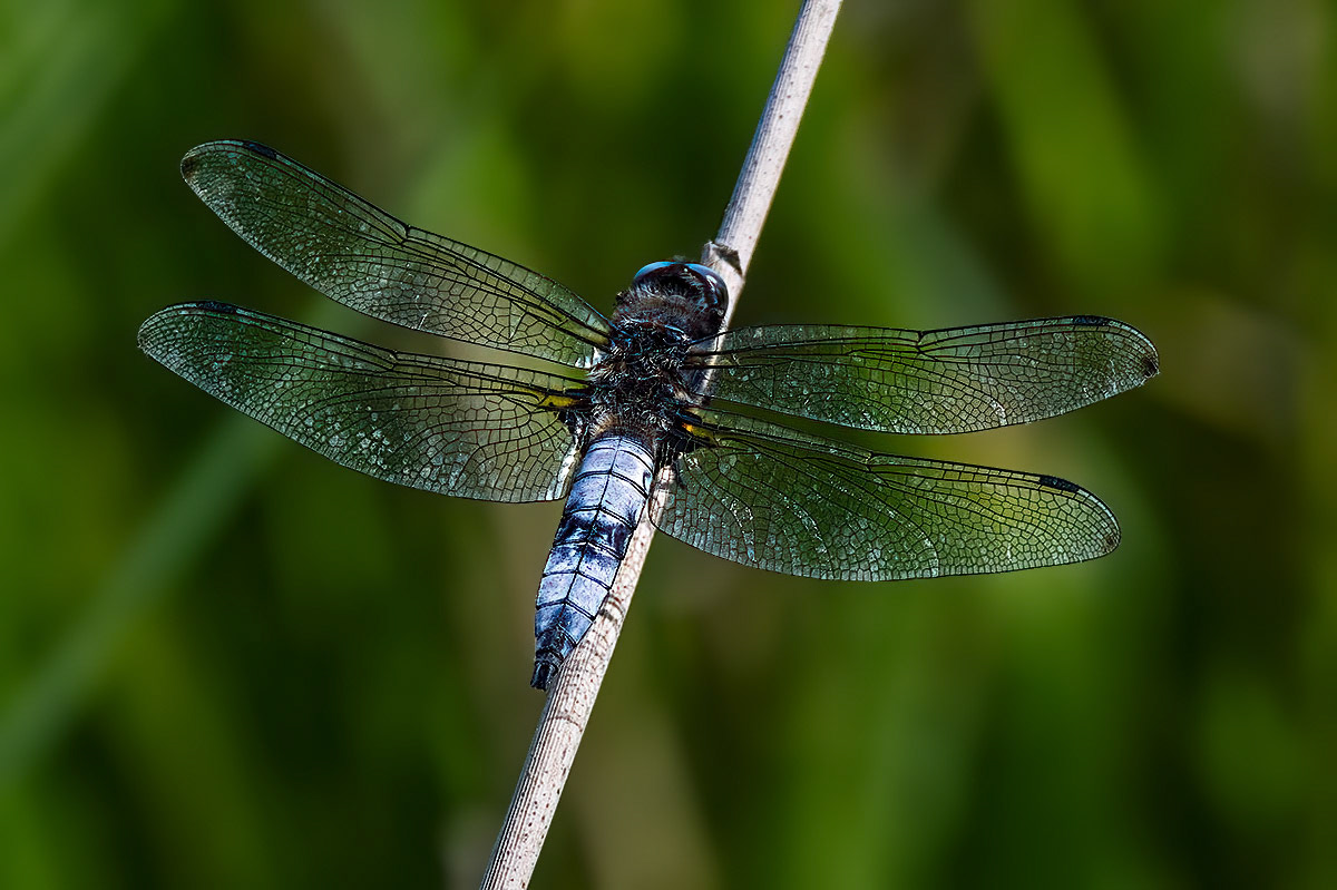 Scarce Chaser